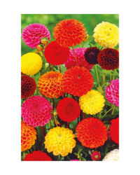 Dahlia - Pompoms