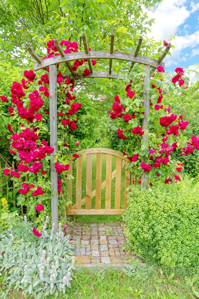 Photograph of a picket-style gate and rustic trellis rose arch with deep pink climbing roses.