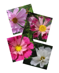 Cosmos - four varieties of Seashells.