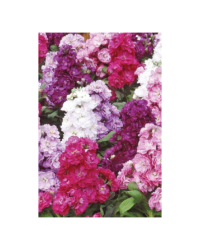 An image of mixed pink stocks.