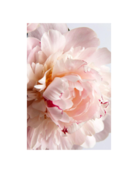 A close-up photograph of a blush pink peony -Eden's Perfume