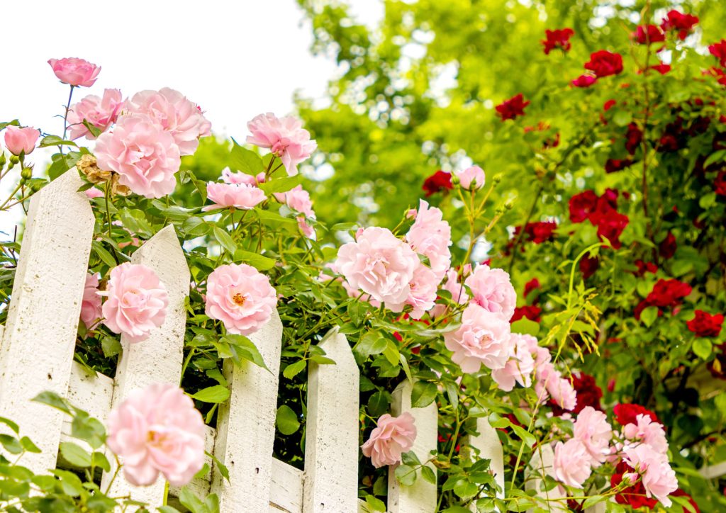 The image shows a rustic white picket fence with an abundance of pink roses growing up and through.