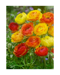 Ranunculus - Picotee