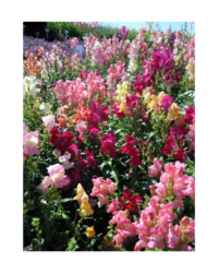An image showing a variety of different coloured snapdragons (Antirrhinum).