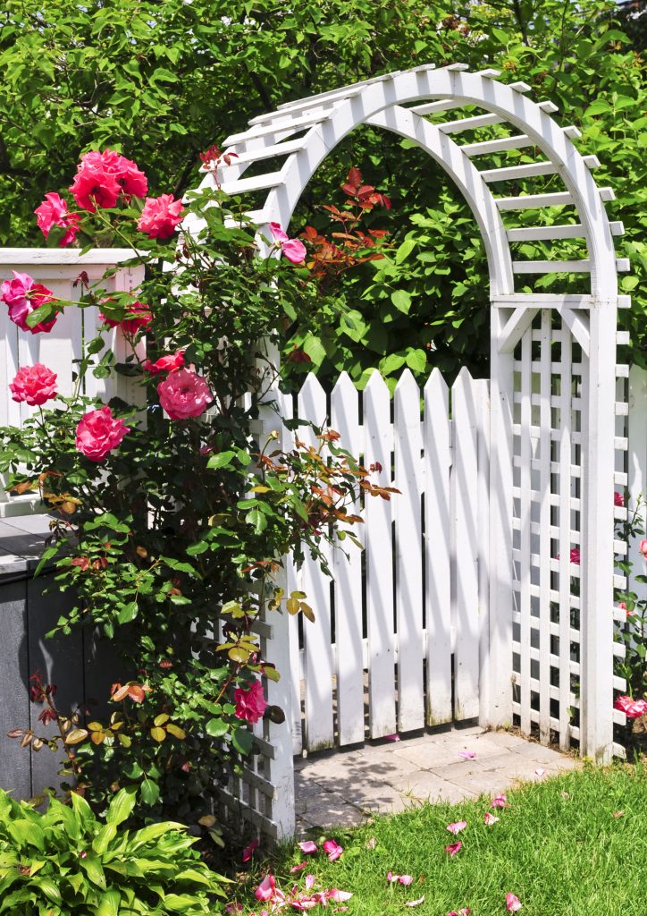 Photograph of a white picket gate and rustic trellis rose arch with deep pink climbing roses.
