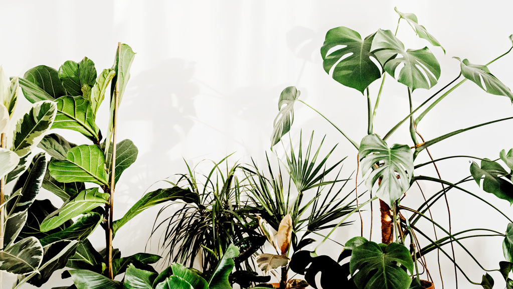 An image of a collection of houseplants arranged against a white wall. Summertime.