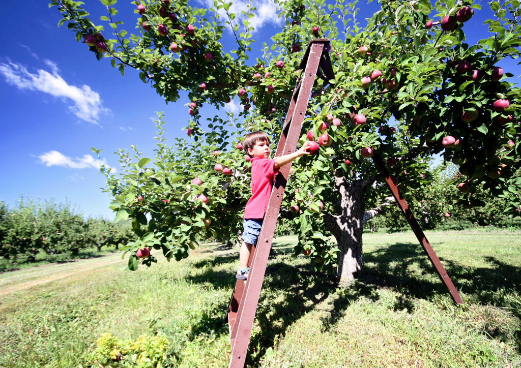 An image of a little boy up a ladder picking apples in an orchard.