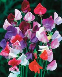 An image of a bunch of picked heirloom mixed sweetpea flowers in purples, pinks, reds and white.