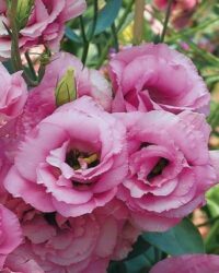 An image showing close-up image of blooming pink Lisianthus flower heads.