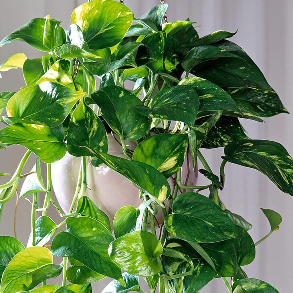 An image of a hanging Pothos plant (trailing variety). Available to buy from GardenersDream Store on Amazon.