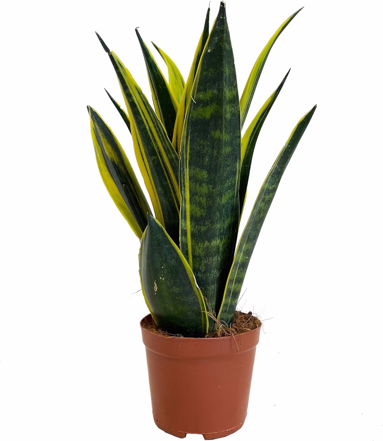 Image of a Snake Plant available to buy from GardenersDream Store on Amazon.