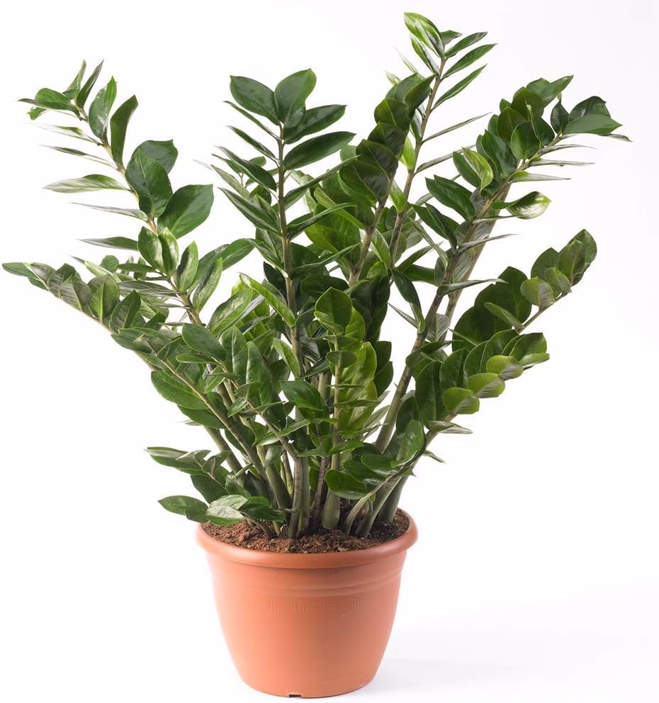Image of a ZZ Plant in its generic terracotta plastic 'grower's pot'. Available to buy from the GardenersDream Store on Amazon.