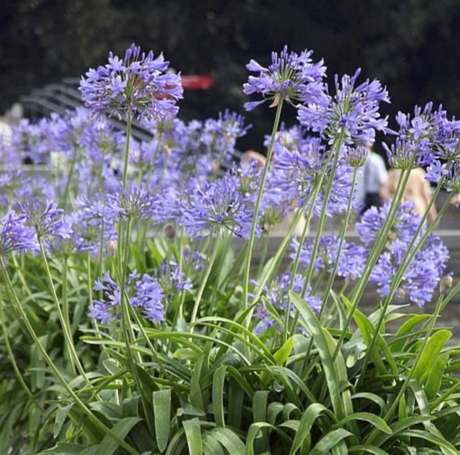 Image of Agapanthus Africanus available from Thompson & Morgan